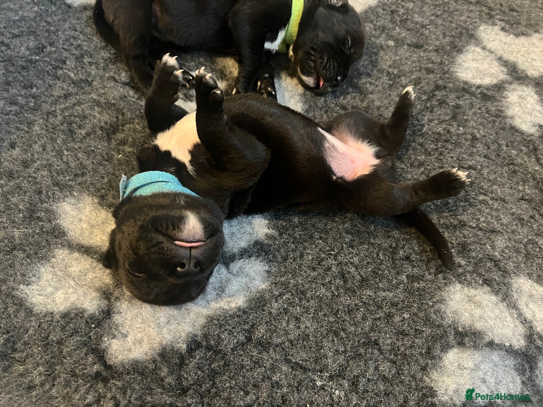 Cane Corso dogs for sale: Yuki & Aries Cane Corso Puppies  - Image 11