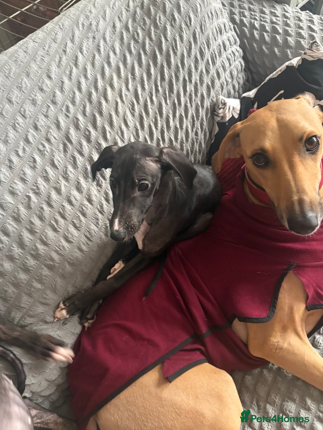 Mixed Breed dogs for sale: Saluki x lurcher/whippet puppies - Image 10