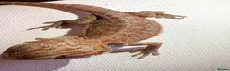 Bearded Dragon reptiles for sale: Stunning baby bearded dragons  - Advert 8