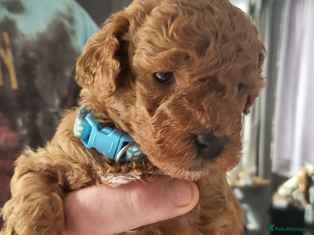 Cavapoo dogs for sale: Cavapoo Puppies for Sale F1B £950 - Image 3