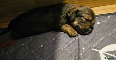 Miniature Dachshund dogs - Advert 3