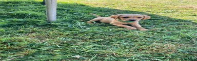 Labrador Retriever 4