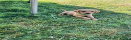 Labrador Retriever dogs for sale: 6 Labrador puppies  - Advert 11