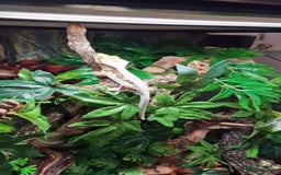 Gecko reptiles for sale: 2 x Male Crested Geckos  - Image 4