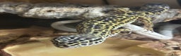 Leopard Gecko reptiles for sale: Leopard gecko for sale with full set up  - Advert 3