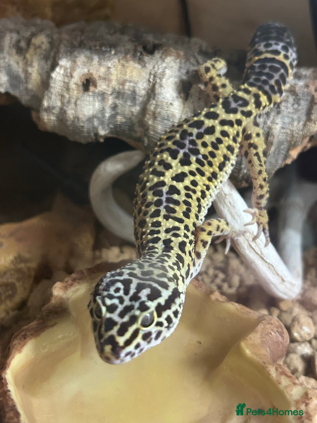 Leopard Gecko reptiles for sale: Leopard gecko for sale with full set up  - Image 3