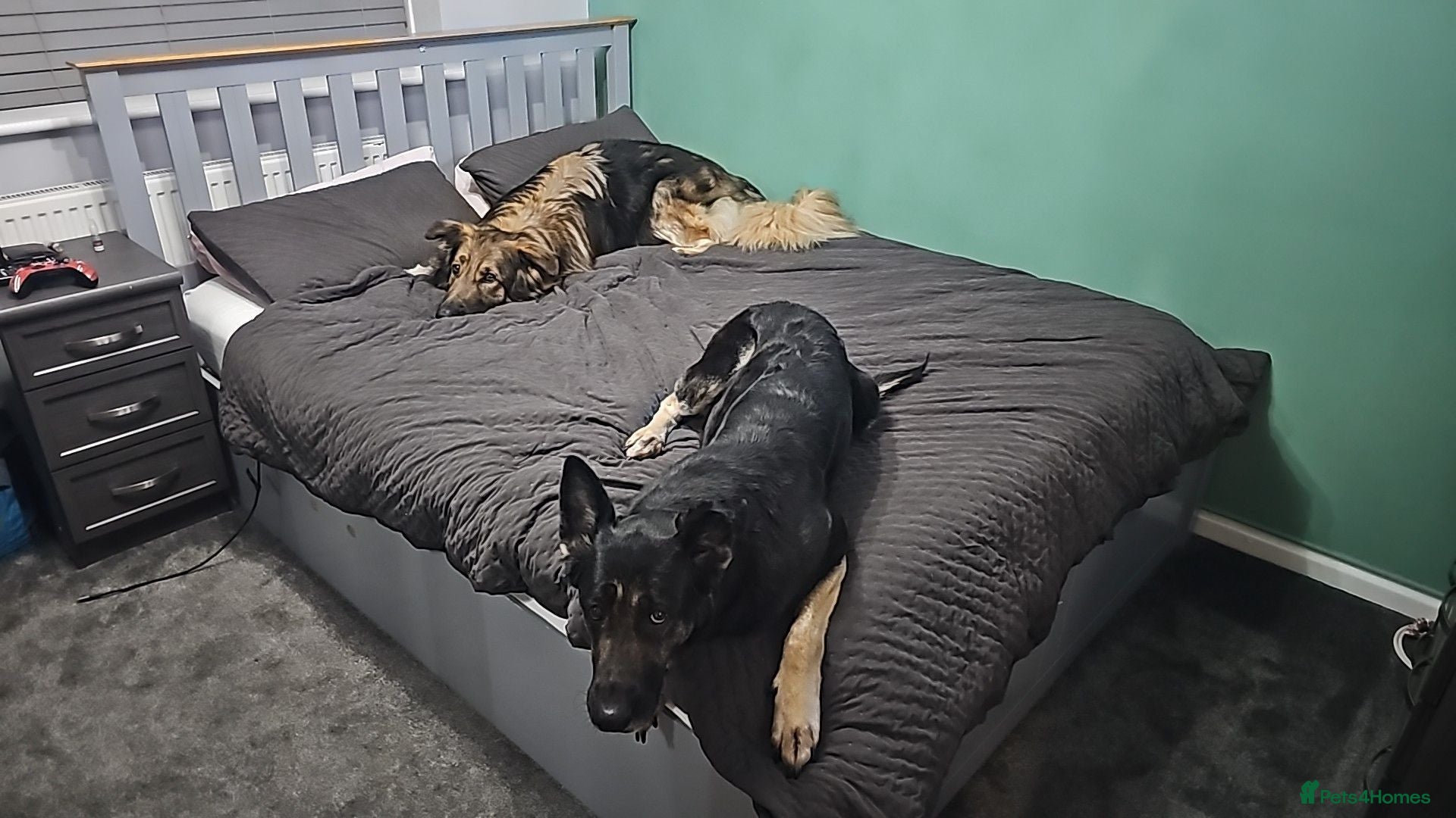 German Shepherd dogs My 2 Beautiful German Shepherds For Rehoming - Advert 2