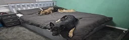German Shepherd dogs for sale: My 2 Beautiful German Shepherds For Rehoming - Advert 1