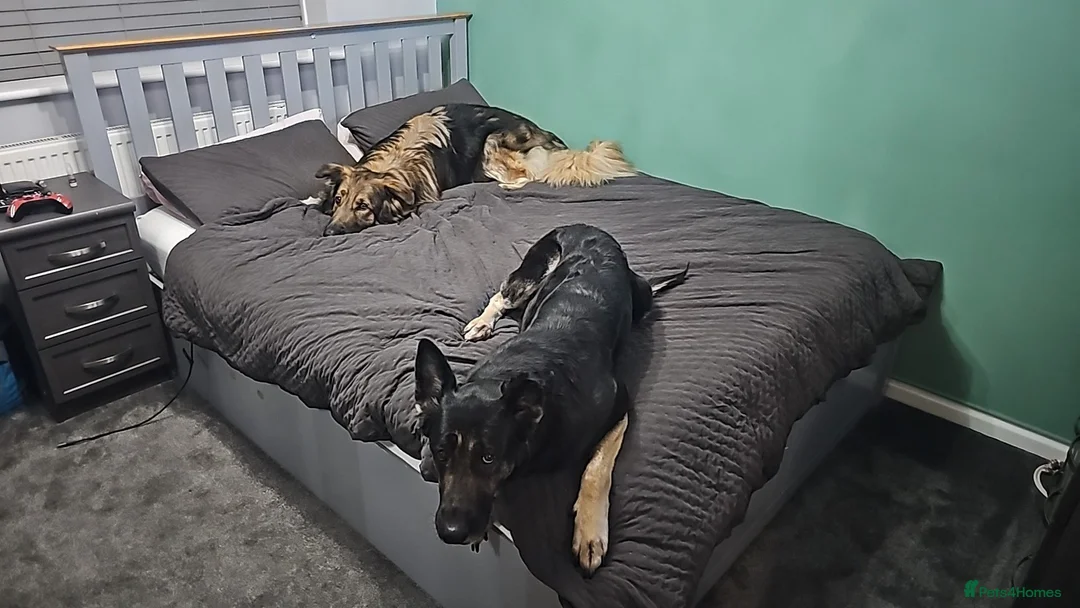 German Shepherd dogs for sale: My 2 Beautiful German Shepherds For Rehoming - Advert 1