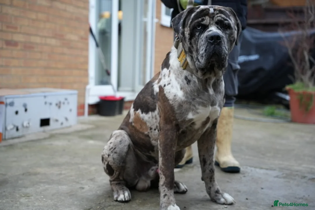 Mixed Breed dogs for sale: handsome mastiff mix cane corso male  - Advert 2