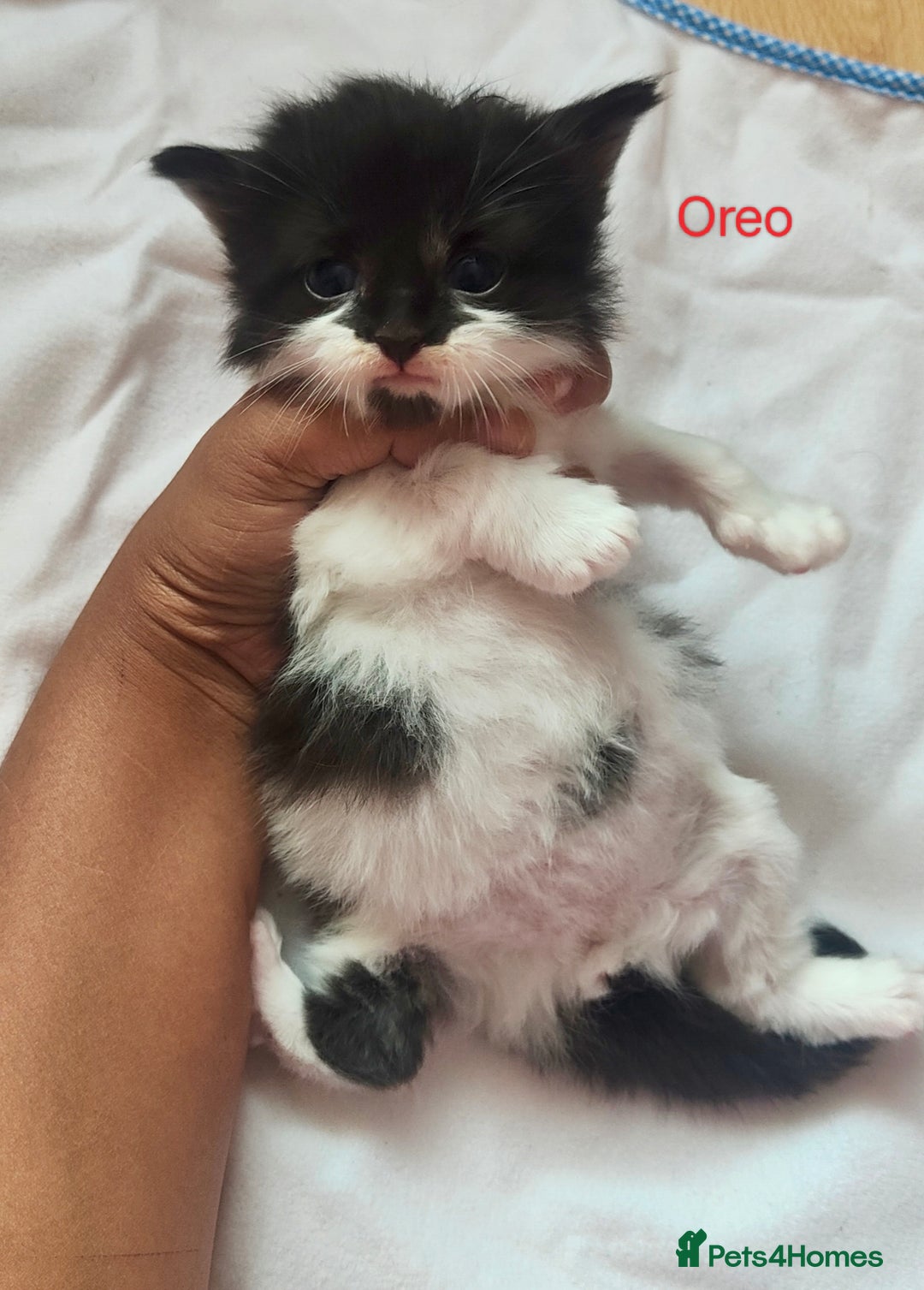 Mixed Breed cats for sale: Ragdoll mixed kittens - Image 6
