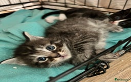 Maine Coon cats for sale: Ragcoon polydactyl kittens - Image 16
