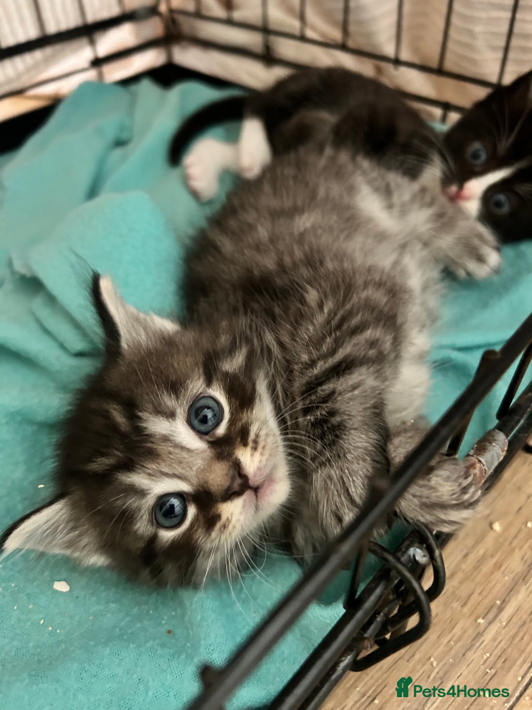 Maine Coon cats for sale: Ragcoon polydactyl kittens - Image 16