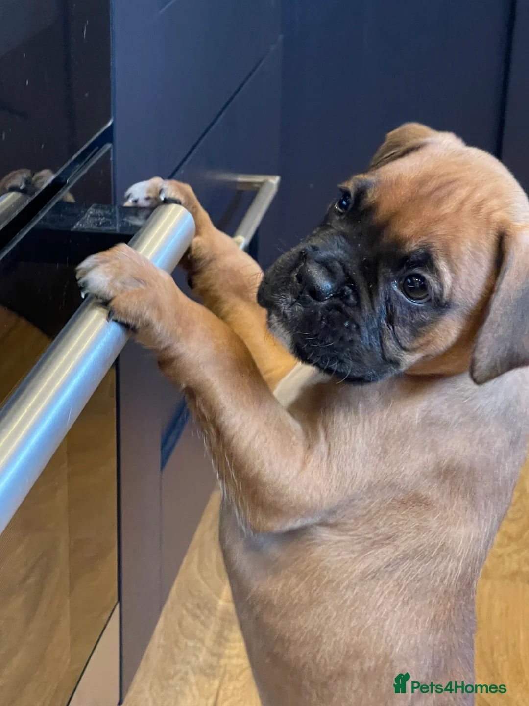 Boxer dogs for sale:  Stunning KC reg bobtailed boxers *1 girl left* - Advert 14