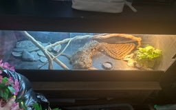 Bearded Dragon reptiles for sale: Bearded dragon  - Image 10