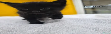 Female, fluffy black