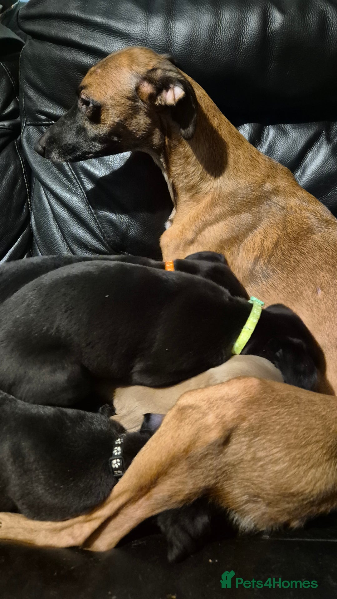 Mixed Breed dogs for sale: Greyhound lurcher cross - Advert 20