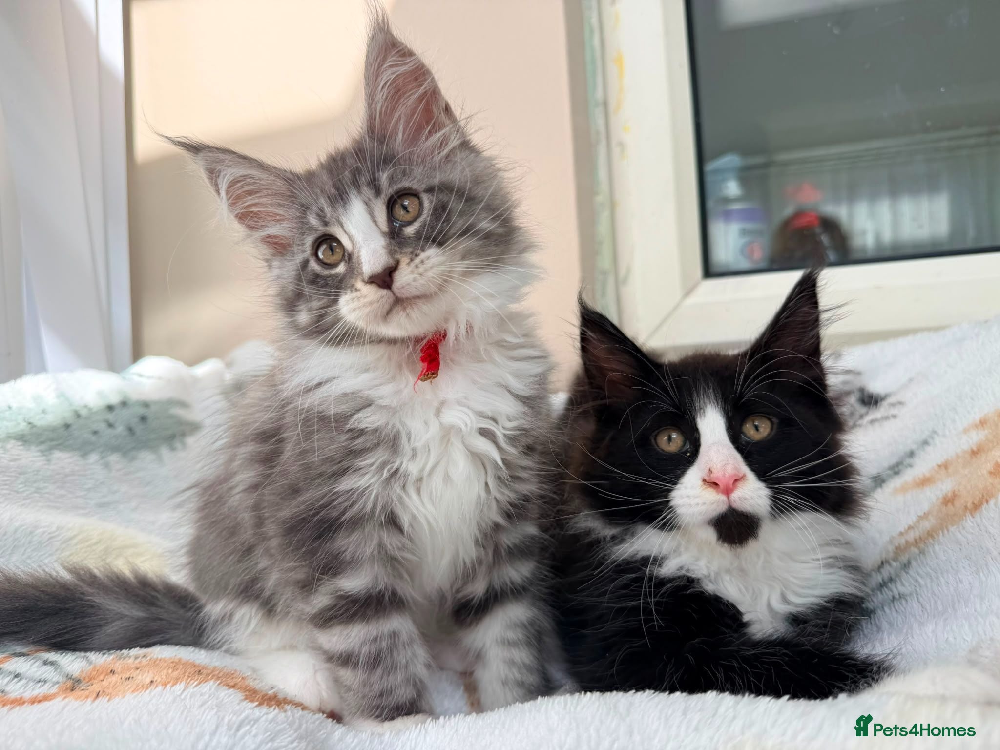 Maine Coon cats 6 Beautiful pedigree TICA reg Maine Coon kittens - Advert 5