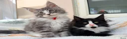 Maine Coon cats for sale: 1 Beautiful pedigree FEMALE Maine Coon kitten - Advert 1