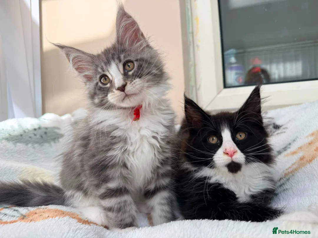 Maine Coon cats for sale: 1 Beautiful pedigree FEMALE Maine Coon kitten - Advert 1
