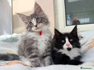 Maine Coon cats 6 Beautiful pedigree TICA reg Maine Coon kittens - Advert 1