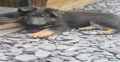 German Shepherd dogs - Advert 9