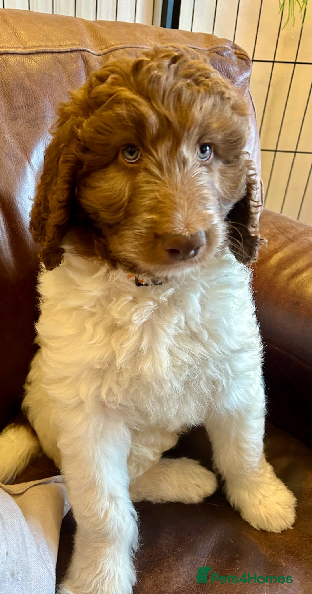 Newfypoo dogs for sale: F1B Newfypoo Girl  - Advert 4