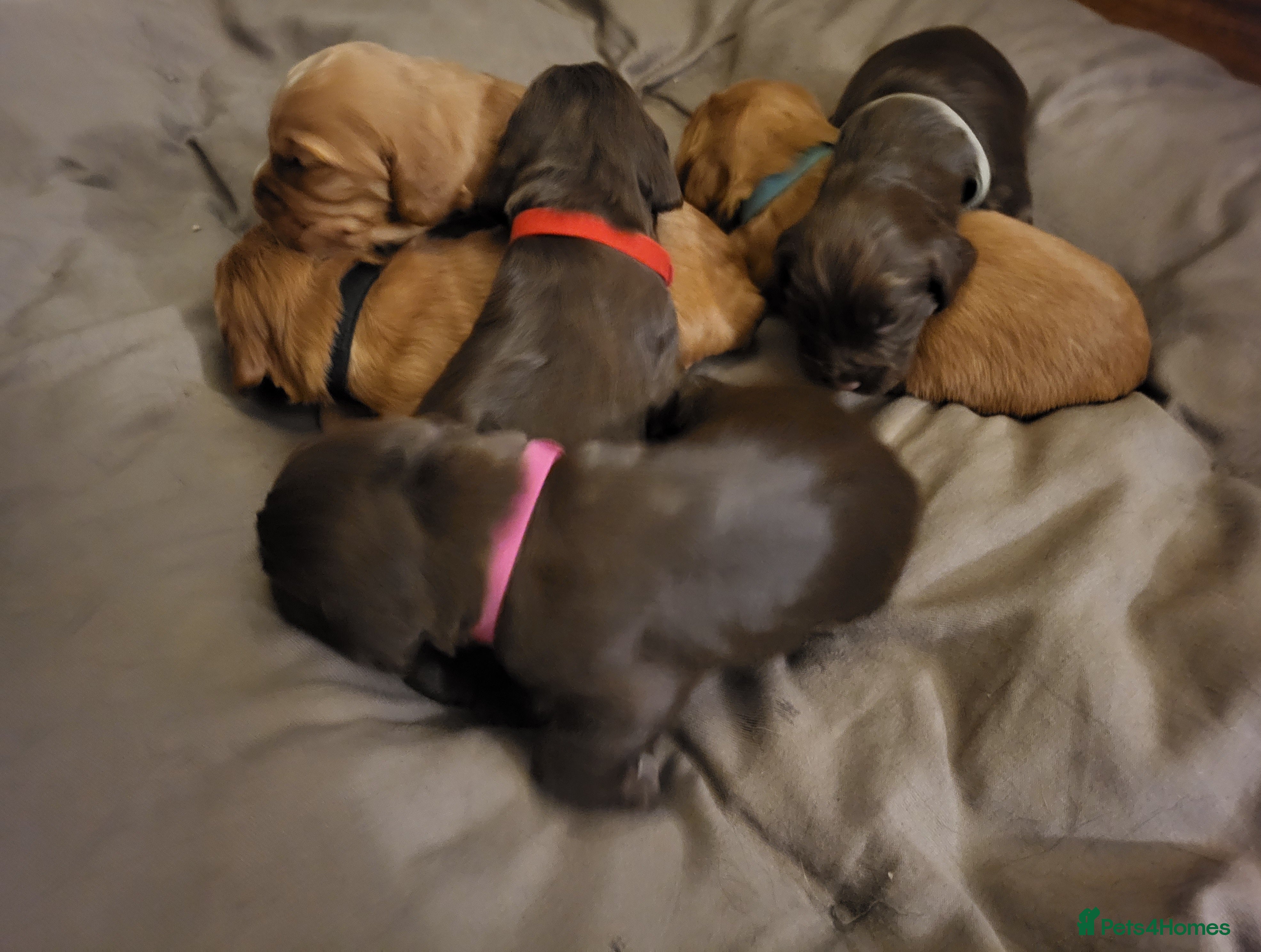 Cocker Spaniel dogs Working Cocker Spaniel Pups - Advert 14