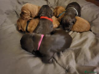 Cocker Spaniel dogs Working Cocker Spaniel Pups - Advert 14