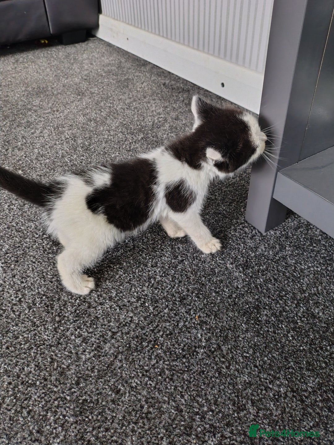 Mixed Breed cats for sale: Beautiful kittens 😻 - Image 2