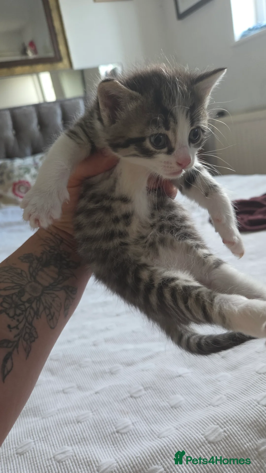 Mixed Breed cats for sale: Lovely male kitten - Advert 2