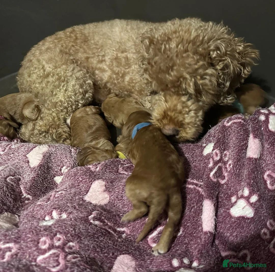 Cockapoo dogs for sale: Two gorgeous girls left.Ready to leave - Advert 1