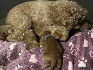 Cockapoo dogs Two gorgeous girls left.Ready to leave - Advert 1