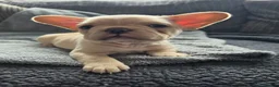 French Bulldog dogs for sale: French bulldog Puppies.  - Advert 29