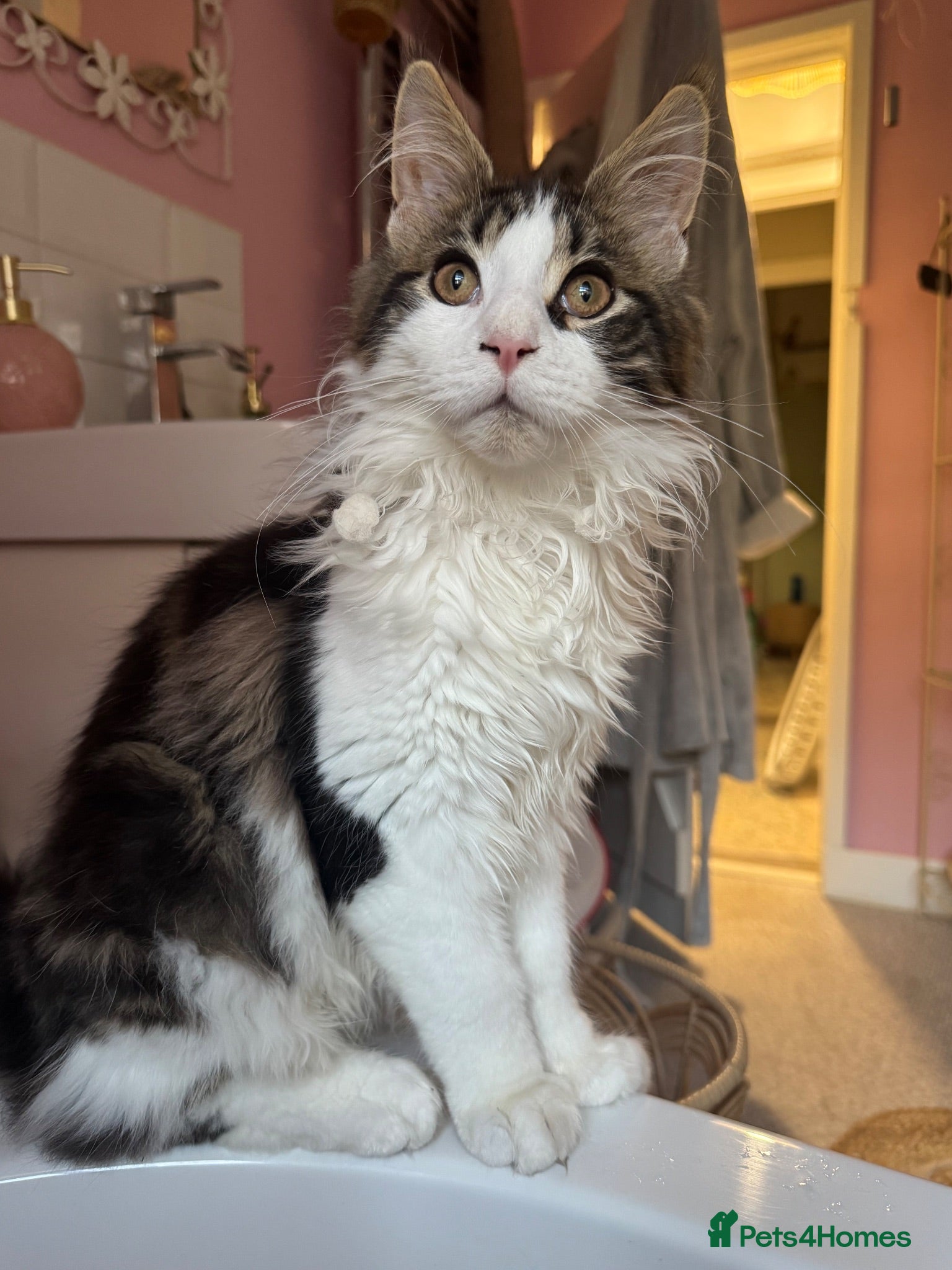 Maine Coon cats Beautiful Georgie 🩵 - Advert 1