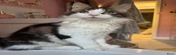 Maine Coon cats for sale: Beautiful Georgie 🩵 in Loughborough - Advert 1