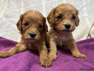 Cavapoo dogs Gorgeous F1 Cavapoo puppies. Health tested parents - Advert 17