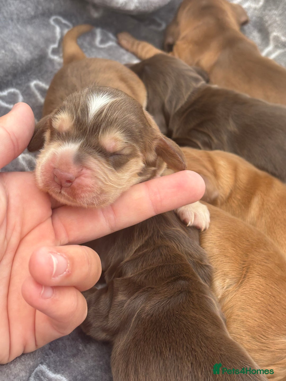Cocker Spaniel dogs for sale: Show cocker spanials - Image 16