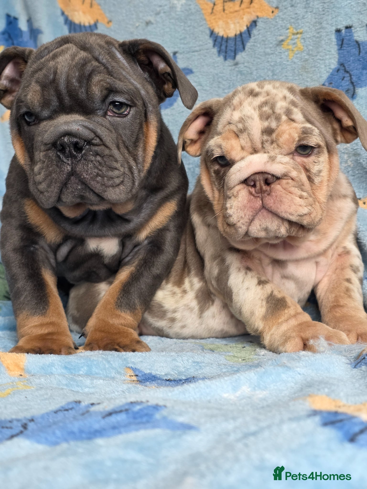 English Bulldog dogs british bulldog pups ready now  - Advert 10