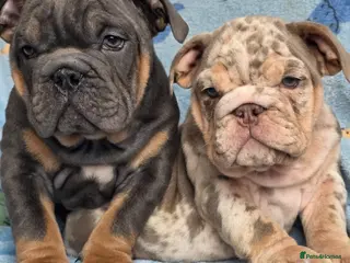 English Bulldog dogs british bulldog pups ready now - Advert 10