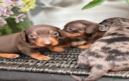 Miniature Dachshund dogs for sale: Miniature Daschund KC. PRA-OI-CRD-PRA-NCL - Image 9