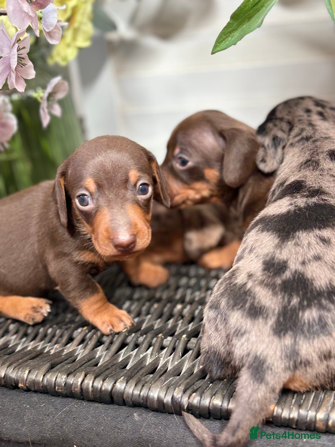 Miniature Dachshund dogs for sale: Miniature Daschund KC. PRA-OI-CRD-PRA-NCL - Image 9