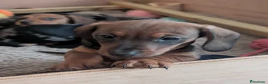 Miniature Dachshund Puppy 5