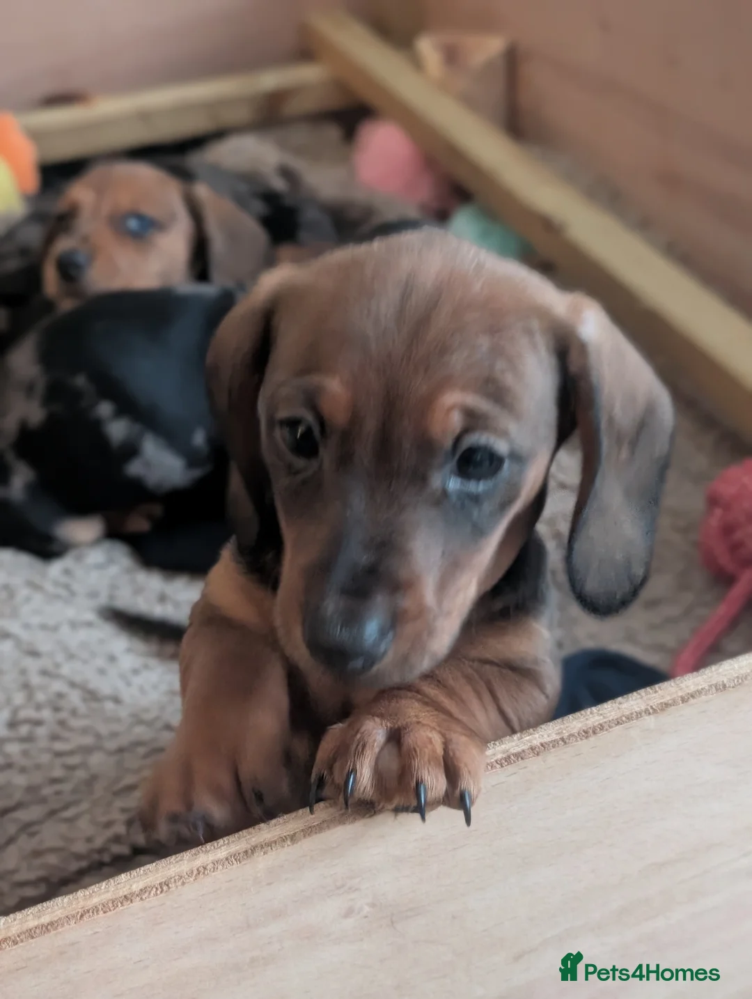 Miniature Dachshund dogs for sale: Beautiful pups  - Advert 7