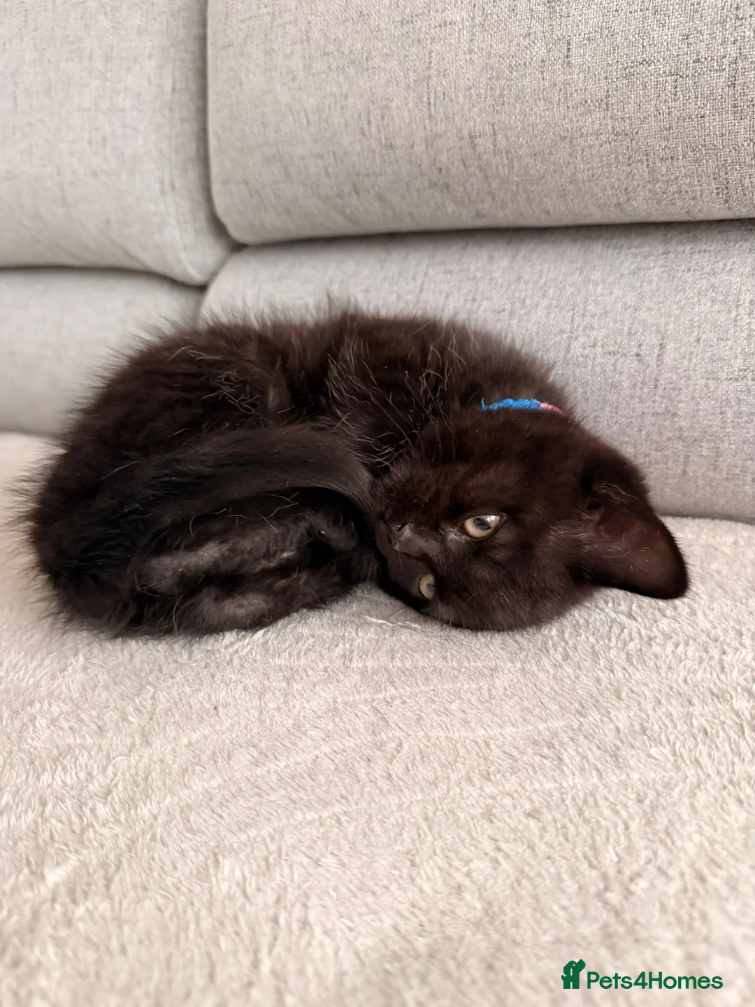 Mixed Breed cats for sale: British Shorthair Cross - Advert 10