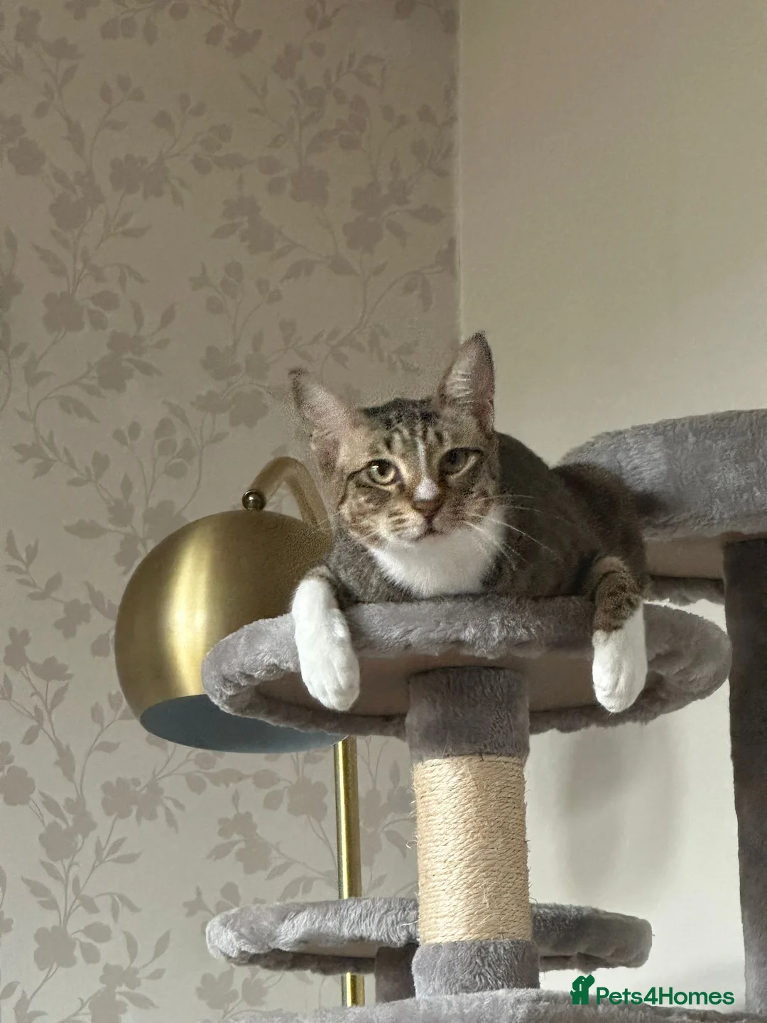 Mixed Breed cats for adoption: NOODLE - AMAZING FURPATTERN AFECTIONATE FUN HAPPY  - Advert 9