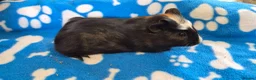Guinea Pig rodents for sale: 3 Beautiful male Guinea Pigs - Advert 6