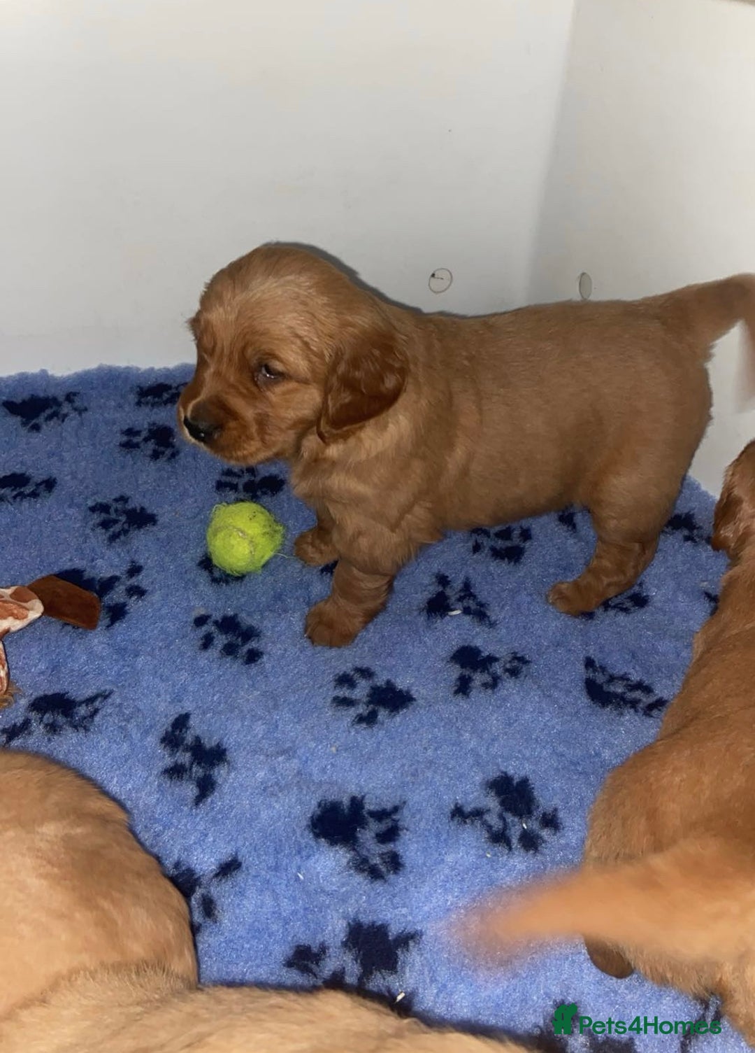 Golden Retriever dogs for sale: Gorgeous kc red  golden retriever puppies  - Advert 11