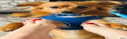 Pomchi dogs for sale: Beautiful pomchi in Clitheroe - Advert 4