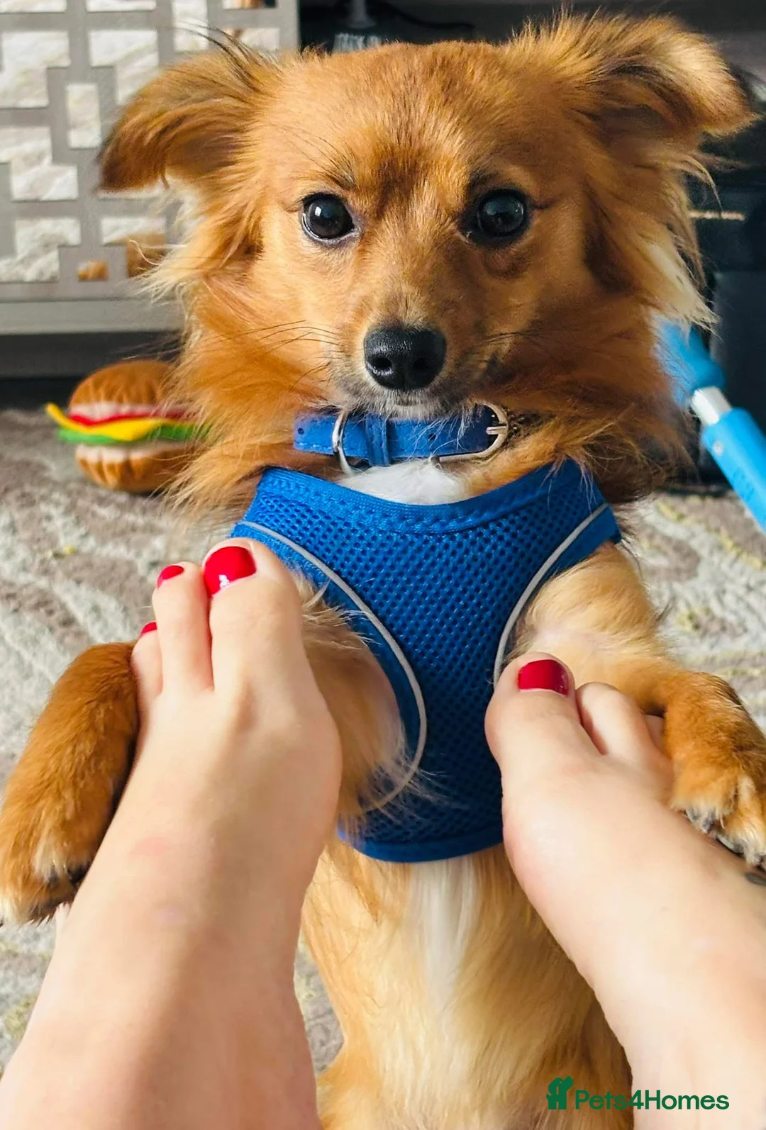 Pomchi dogs for sale: Beautiful pomchi in Clitheroe - Advert 4